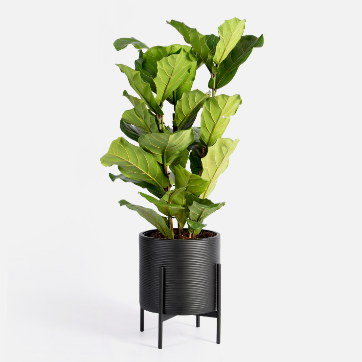 Shadow Floor Planter with Stand - Black