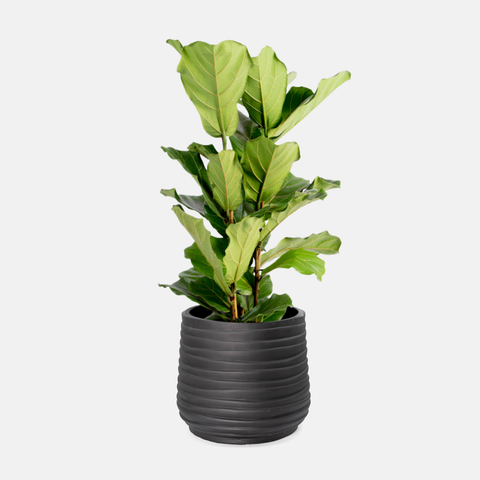 Swirl Floor Planter - Black