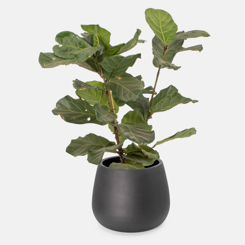Belly Floor Planter - Black