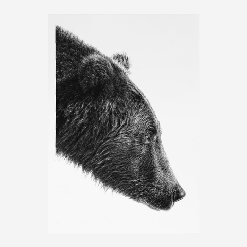 Art Poster A3 - Bear Focus