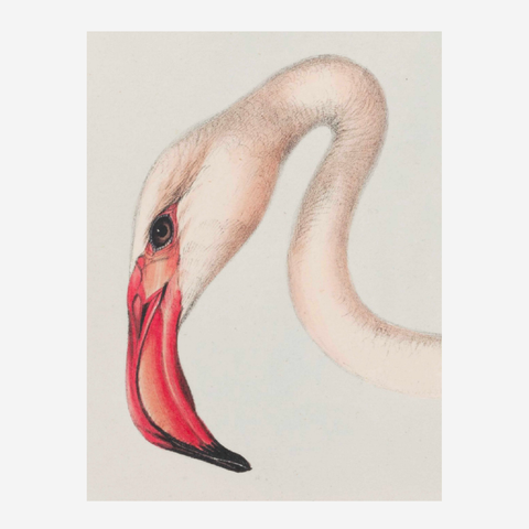 Art Print - Flamingo