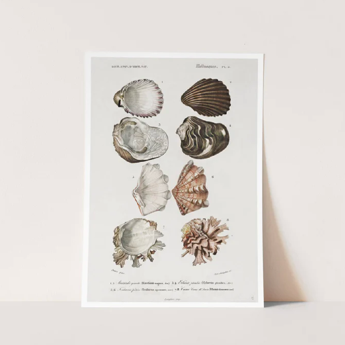 Art Poster A4 - Mollusks