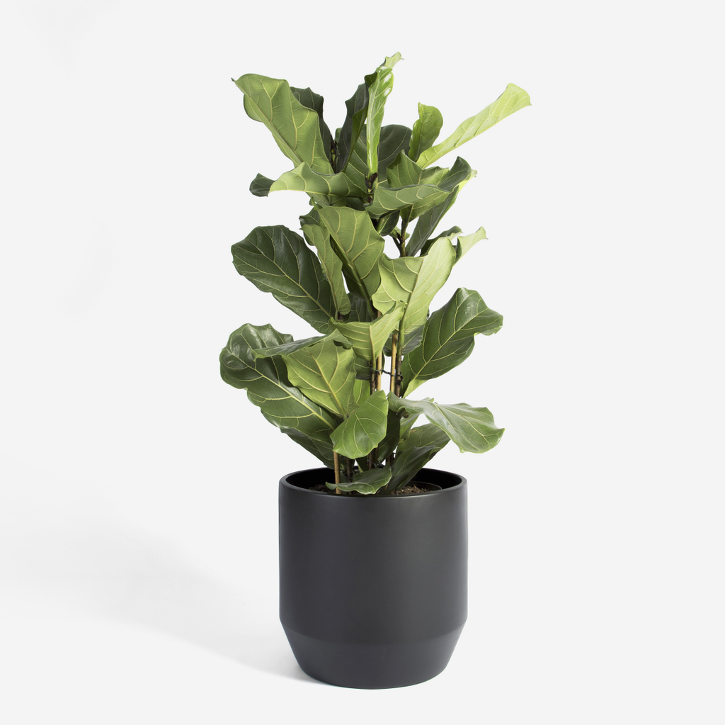 Bullet Planter - Black