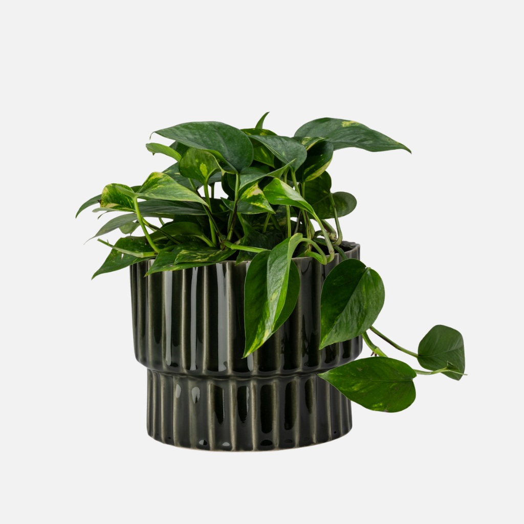 Cog Planter - Winter Green