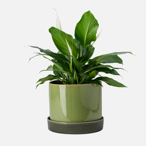 Cylinder Planter - Olive