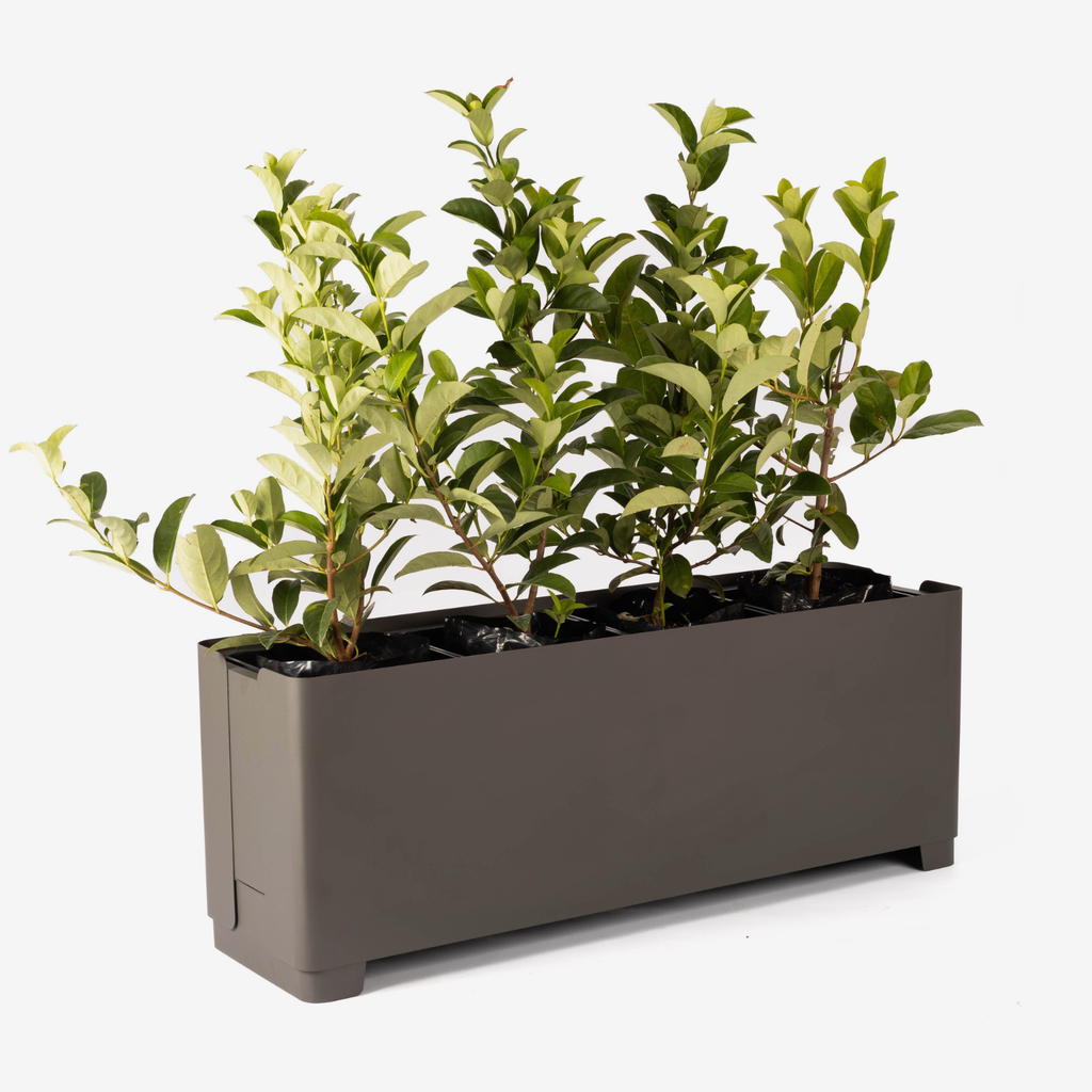Rectangular planter with green plants on a white background
