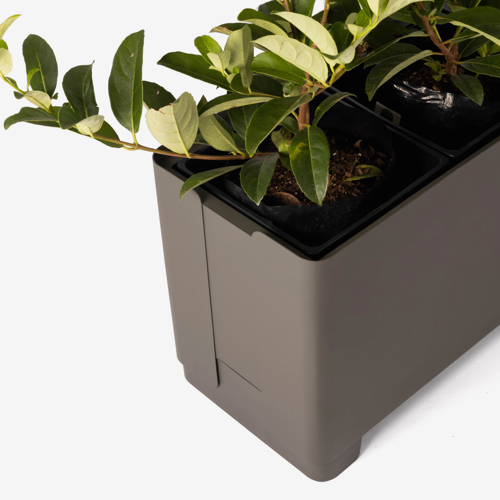 Plants in a black pot with a gray base on a white background