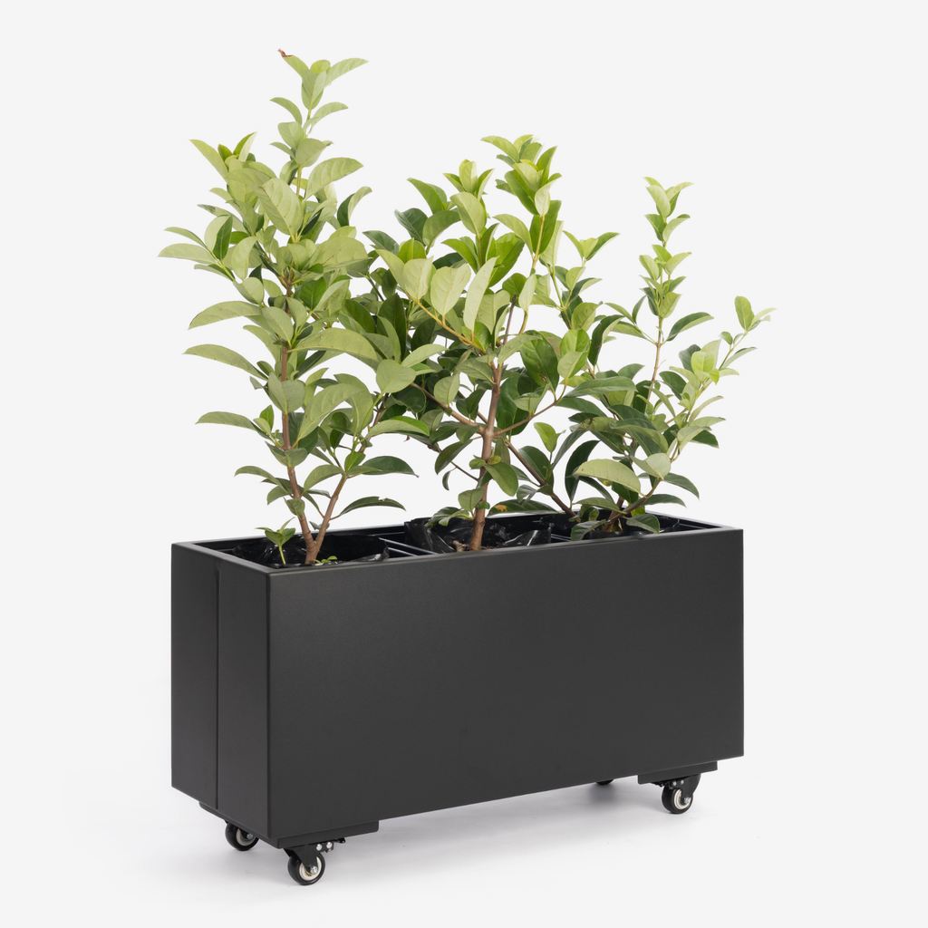 Black rectangular planter with wheels and green plants on a white background