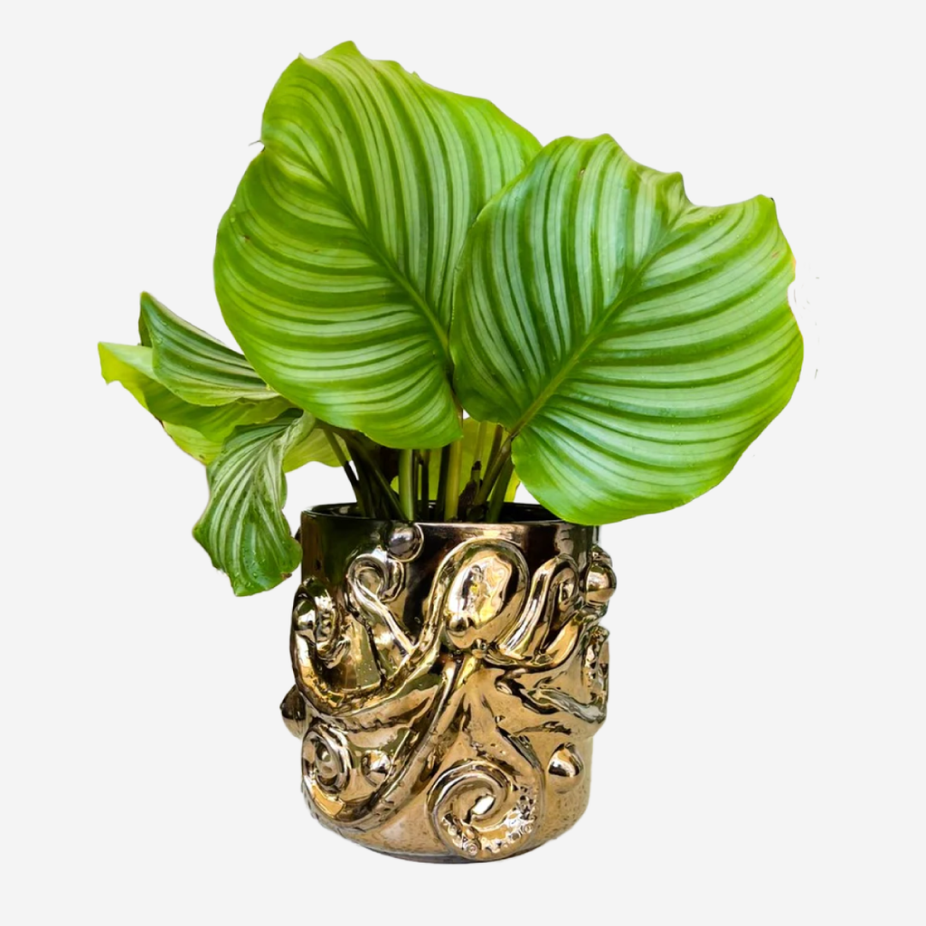 The Creepy Crawly Octopus Planter - Bronze
