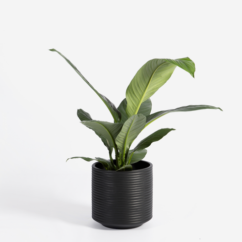 Ribbed Floor Planter - Small