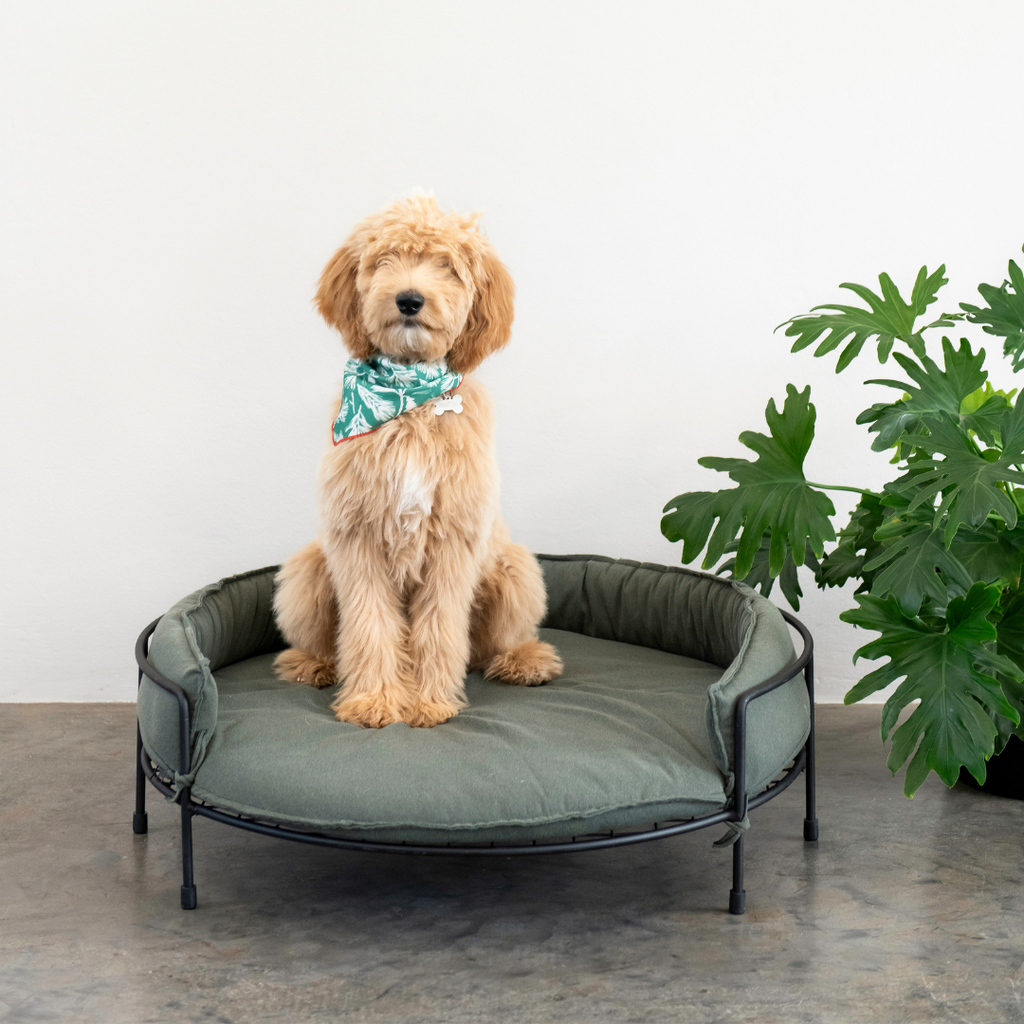 Snooze Dog Sofa + Twin Bowl Combo