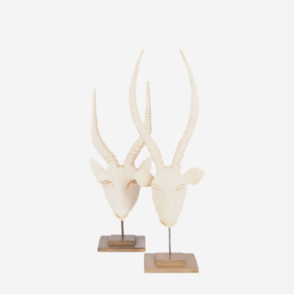 Springbok Head - Natural