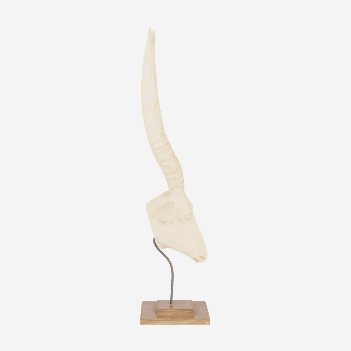 Springbok Head - Natural