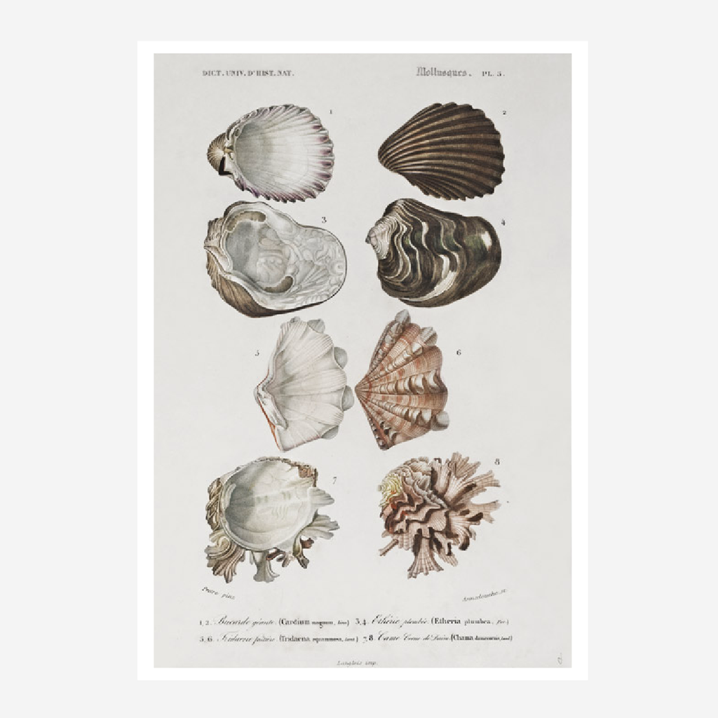 Art Poster A4 - Mollusks