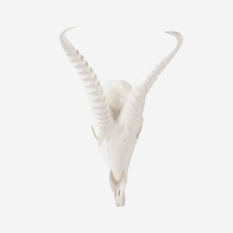 Impala Skull - White