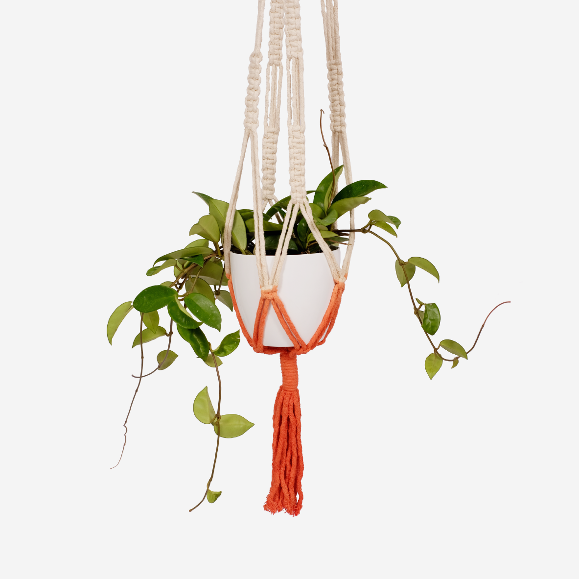 Macramé Plant Hanger - Square Space