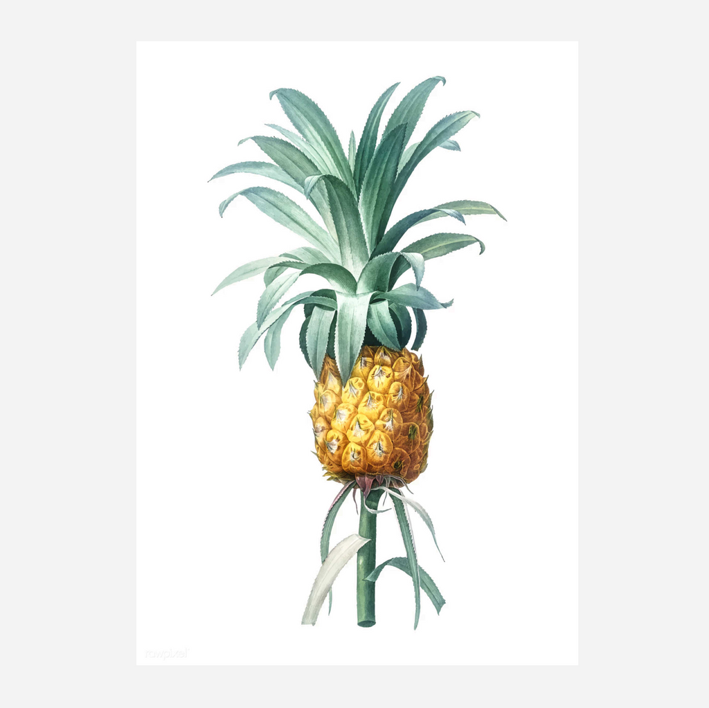 Art Print - Pineapple